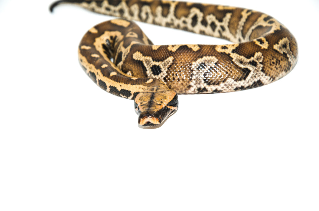 Burmese Python